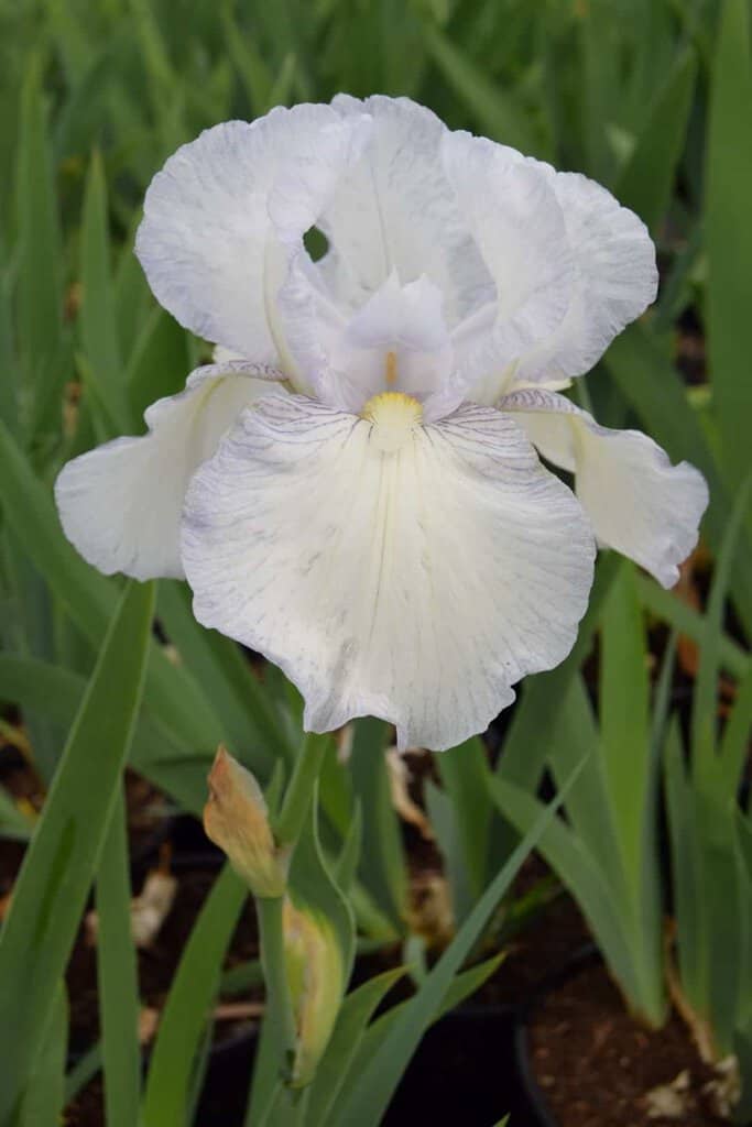Iris 'English Cottage'