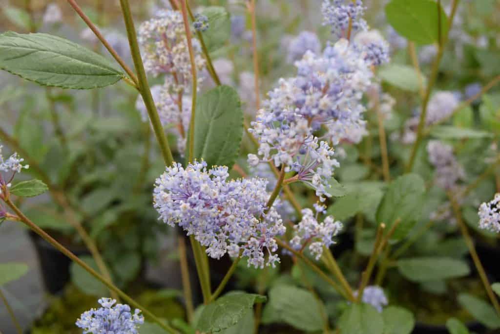 Ceanothus 'Autumnal Blue'