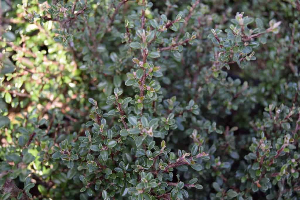 Cotoneaster microphyllus 40-60 cm