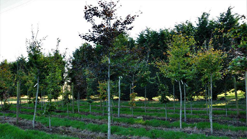 Fagus sylvatica Atropurpurea Group 100-125 cm