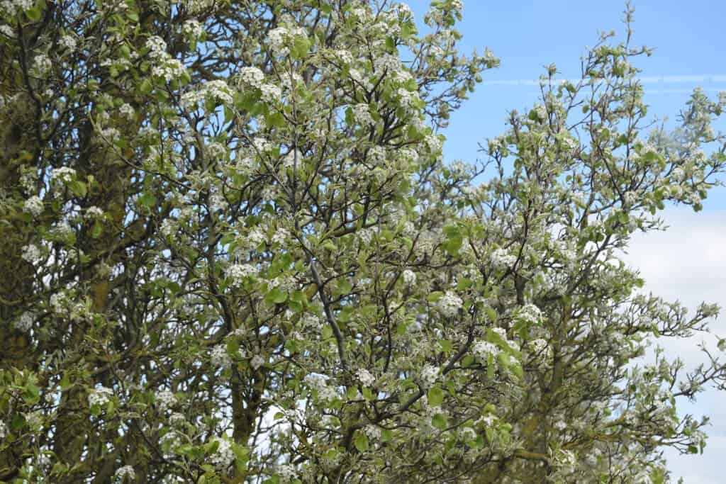 Pyrus calleryana 'Chanticleer' 18-20 EHS