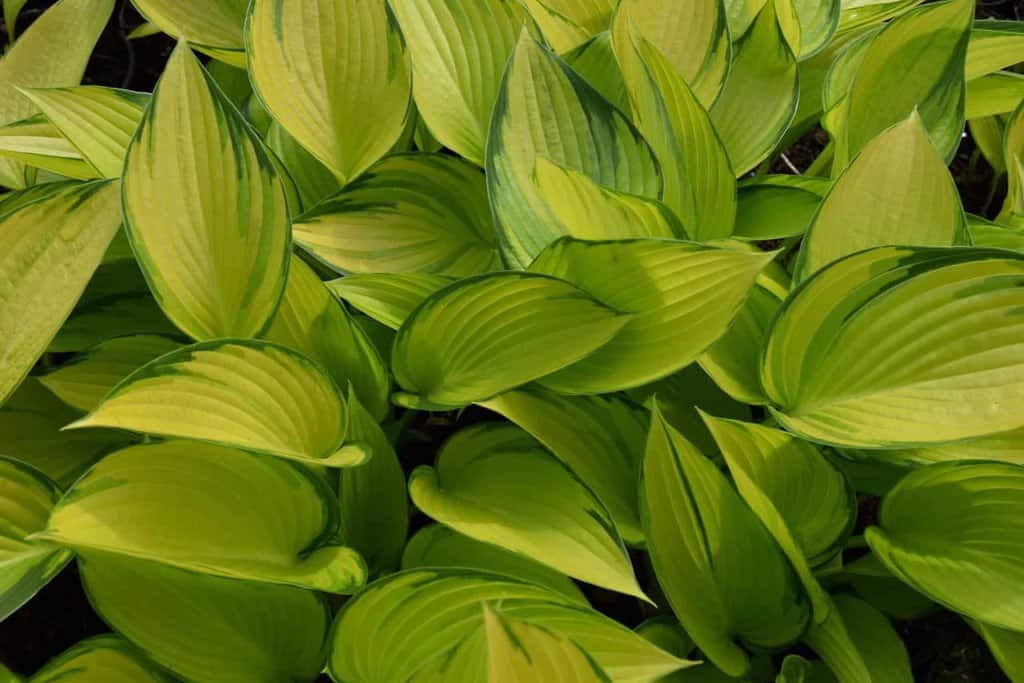 Hosta 'June Fever' ® ---