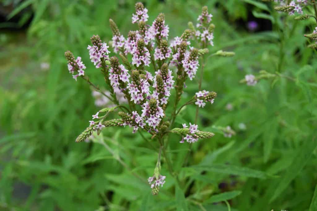 Verbena hastata f. rosea
