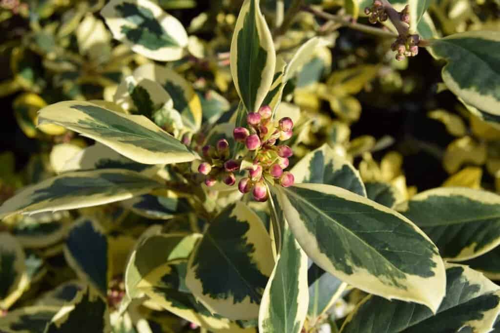Ilex x altaclerensis 'Golden King' 20-30 cm
