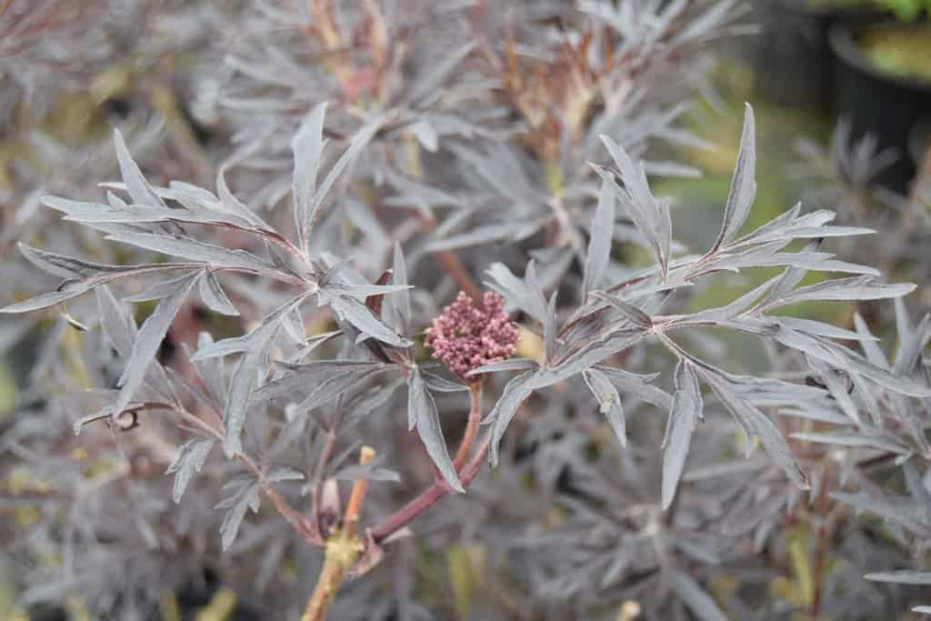 Sambucus nigra f. porphyrophylla 'Eva' ('Black Lace') 40-60 cm