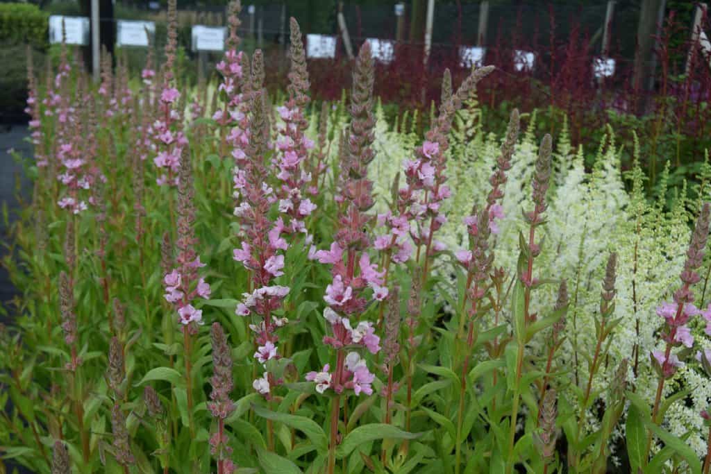 Lythrum salicaria 'Blush' ---