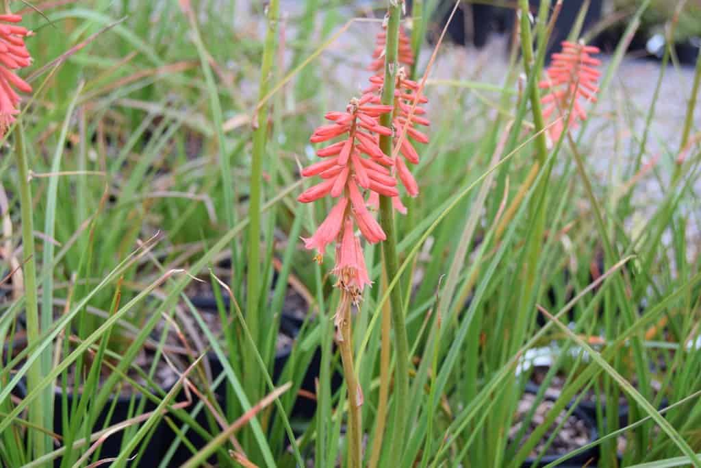 Kniphofia 'Redhot Popsicle' ---