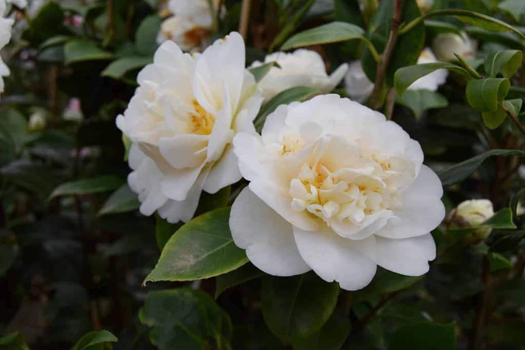 Camellia japonica 'Moshe Dayan'