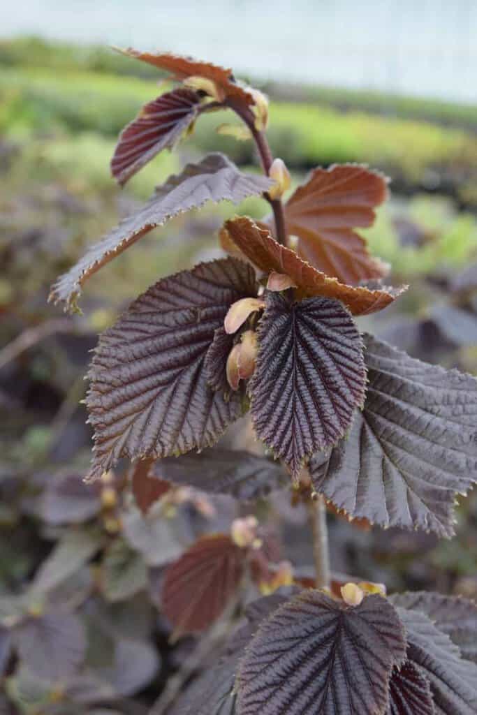 Corylus maxima 'Purpurea'