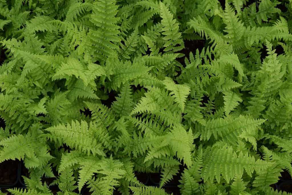 Athyrium filix-femina