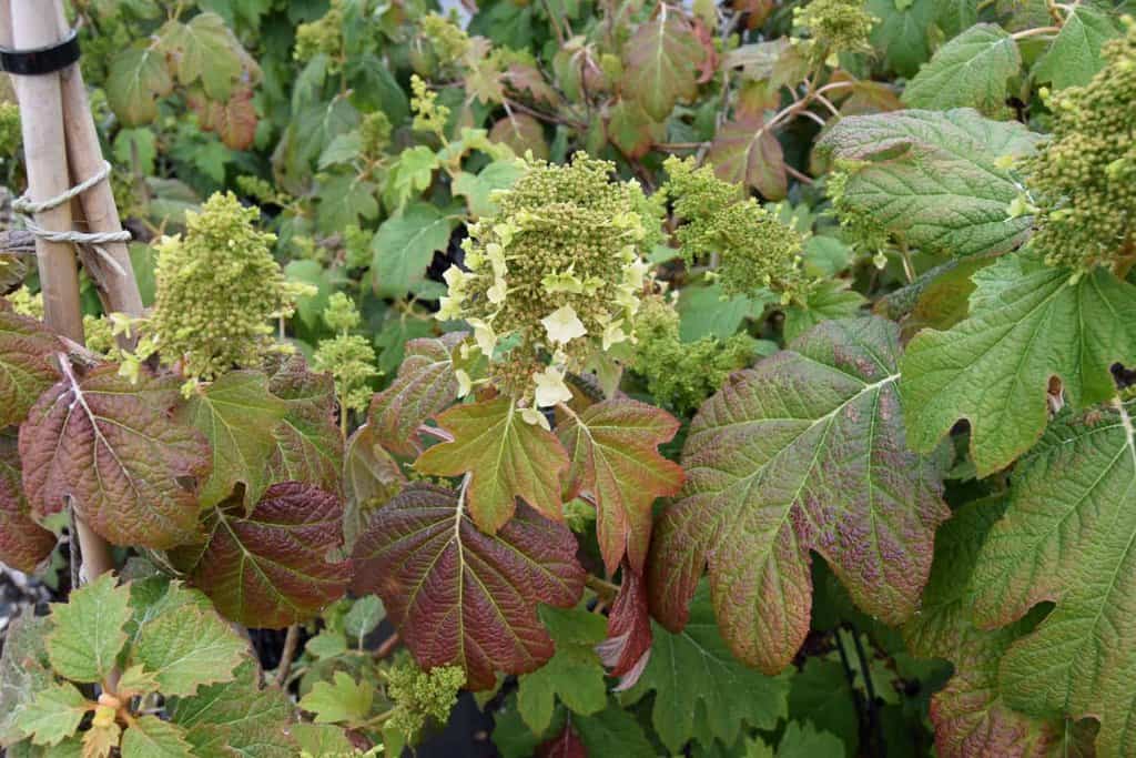 Hydrangea quercifolia Snow Queen ('Flemygea') 20-30 cm