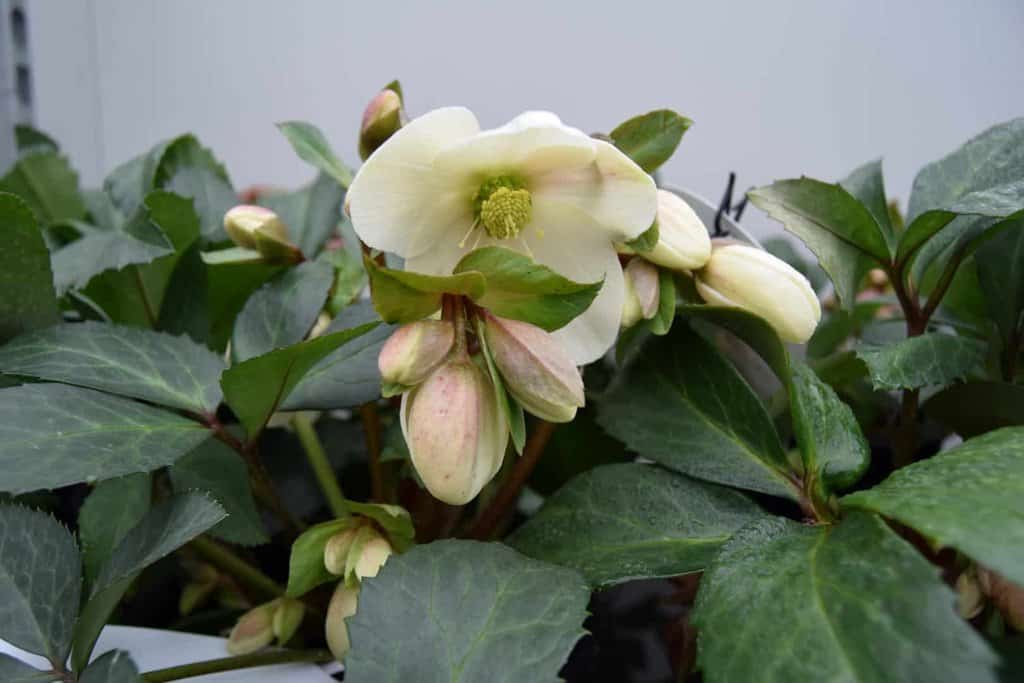 Helleborus x ballardiae 'Candy Love'