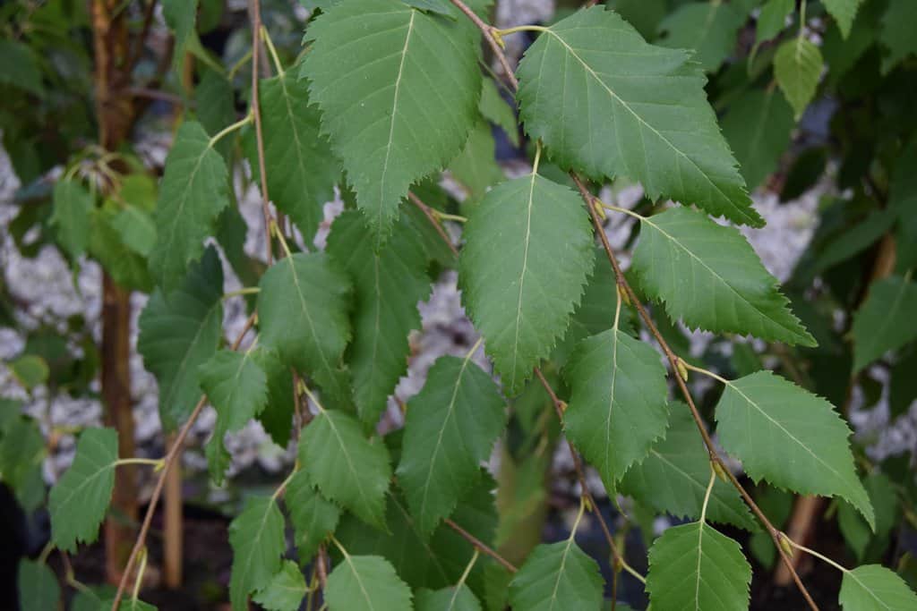 Betula albosinensis 'Fascination' 200-250 cm