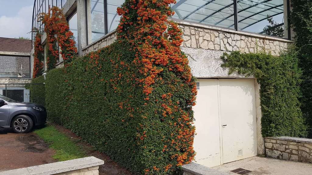 Pyracantha 'Orange Glow' 80-100 cm