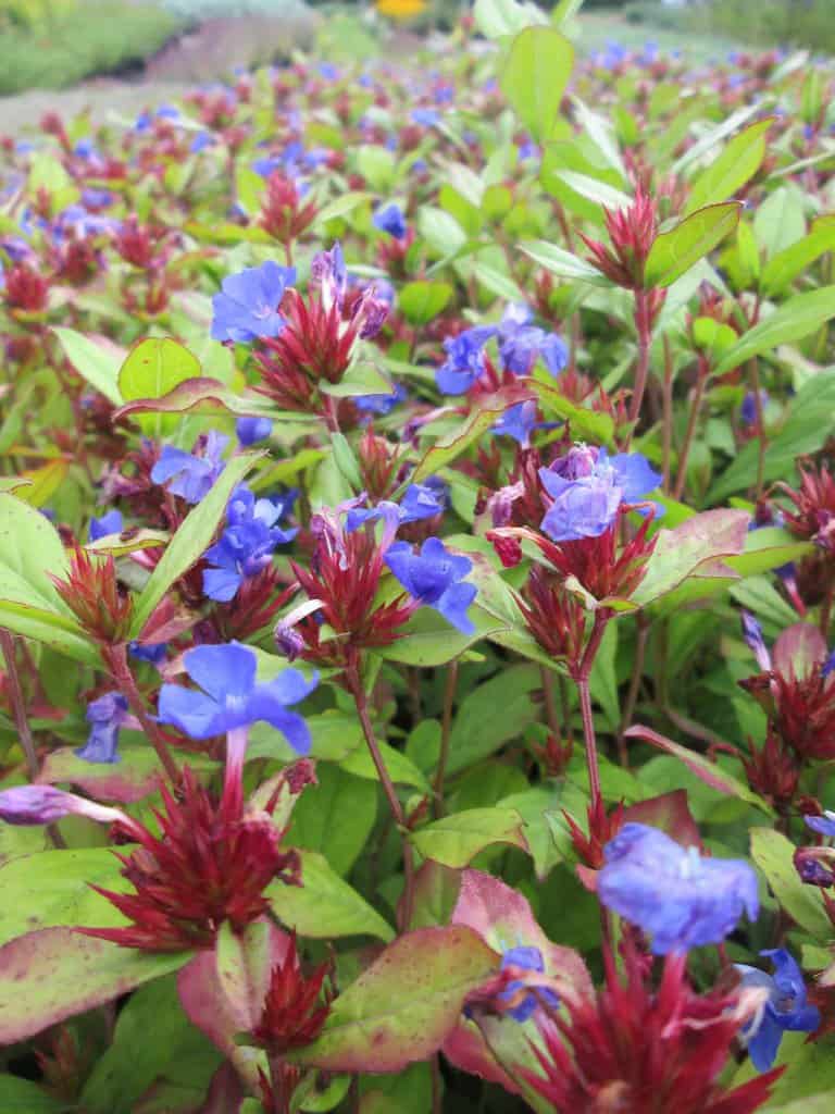 Ceratostigma plumbaginoides