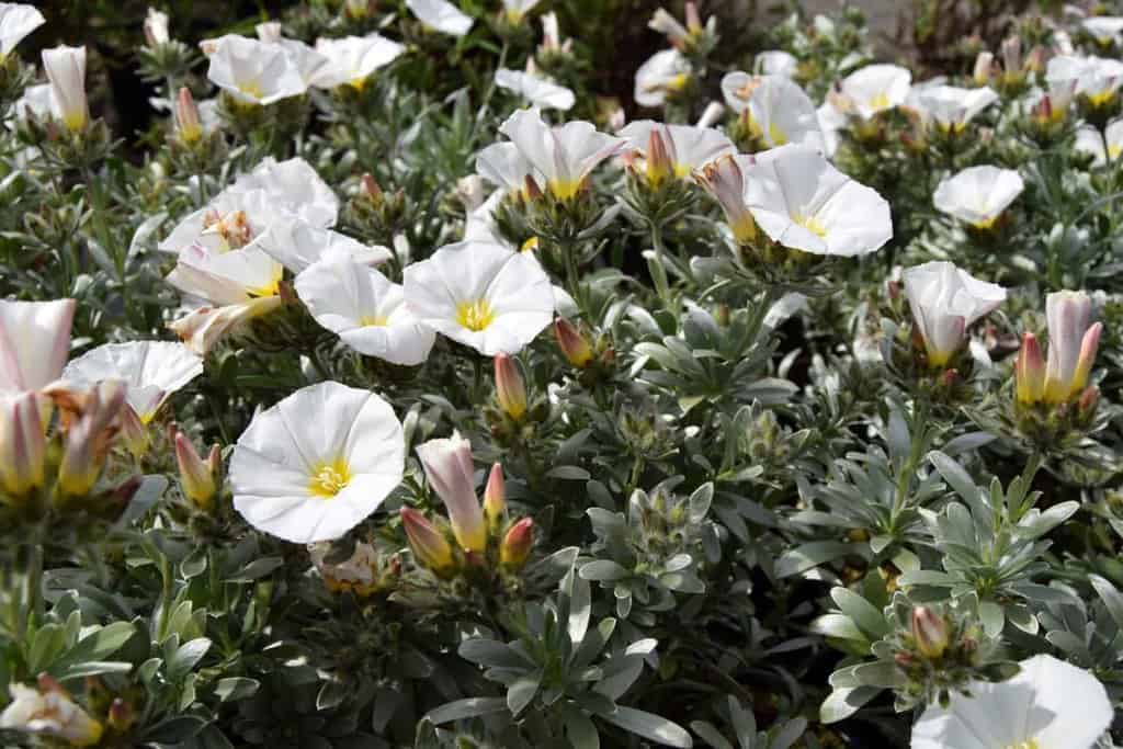 Convolvulus cneorum 20-30 cm