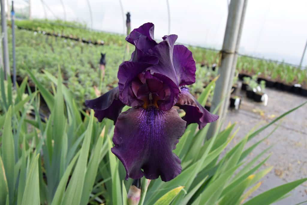 Iris 'Superstition'