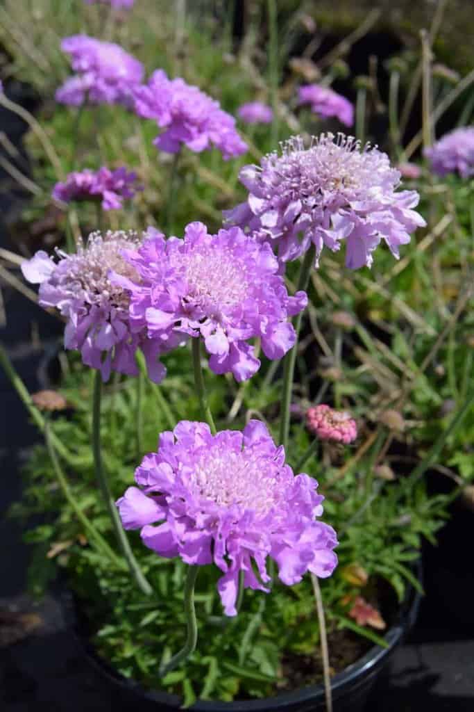 Scabiosa 'Pink Mist' ---