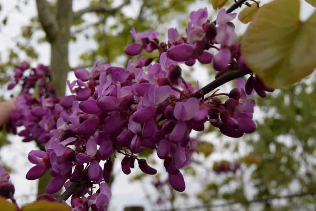 Cercis siliquastrum 175-200 cm