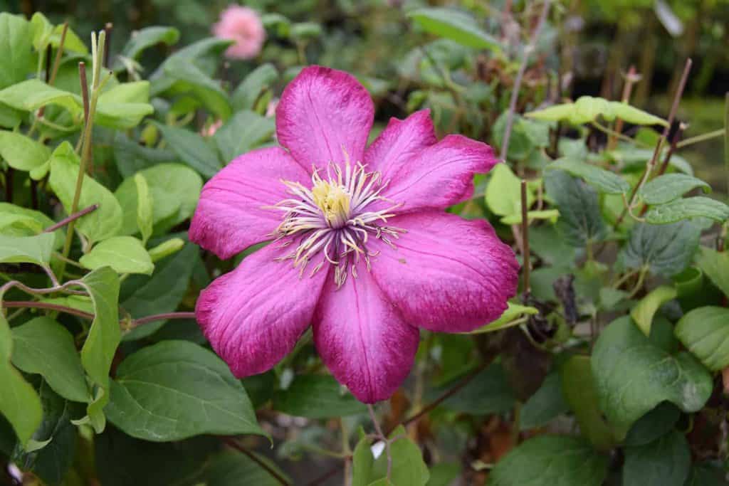 Clematis 'Ville de Lyon' 60-80 cm