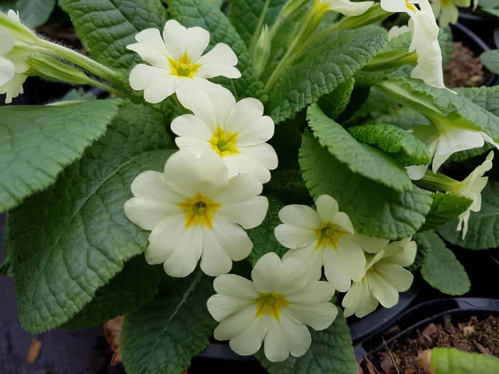 Primula vulgaris ---