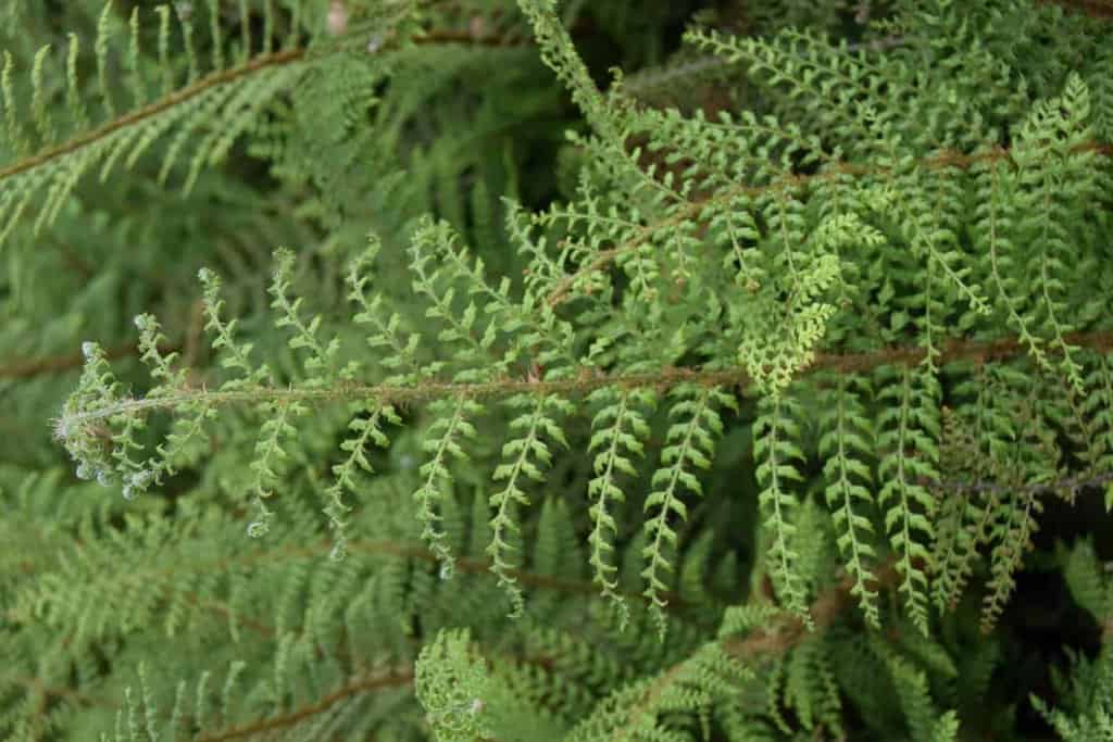 Polystichum setiferum Divisilobum Group 'Herrenhausen' ---