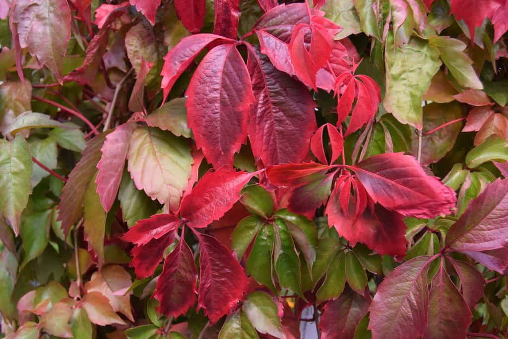 Parthenocissus quinquefolia 100-125 cm