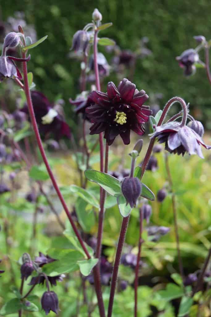 Aquilegia vulgaris var. stellata 'Black Barlow'