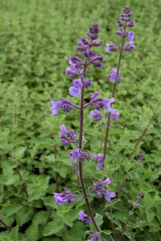 Nepeta racemosa 'Walker's Low' ---