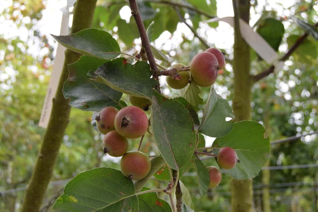 Malus tschonoskii