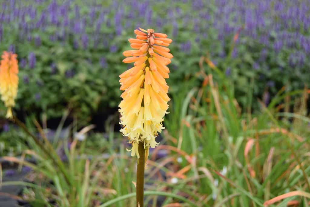 Kniphofia 'Tawny King' ---