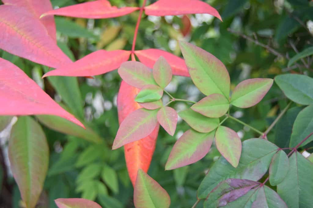 Nandina domestica 20-30 cm