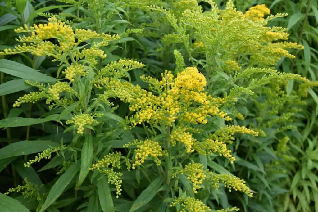 Solidago 'Goldkind' ---