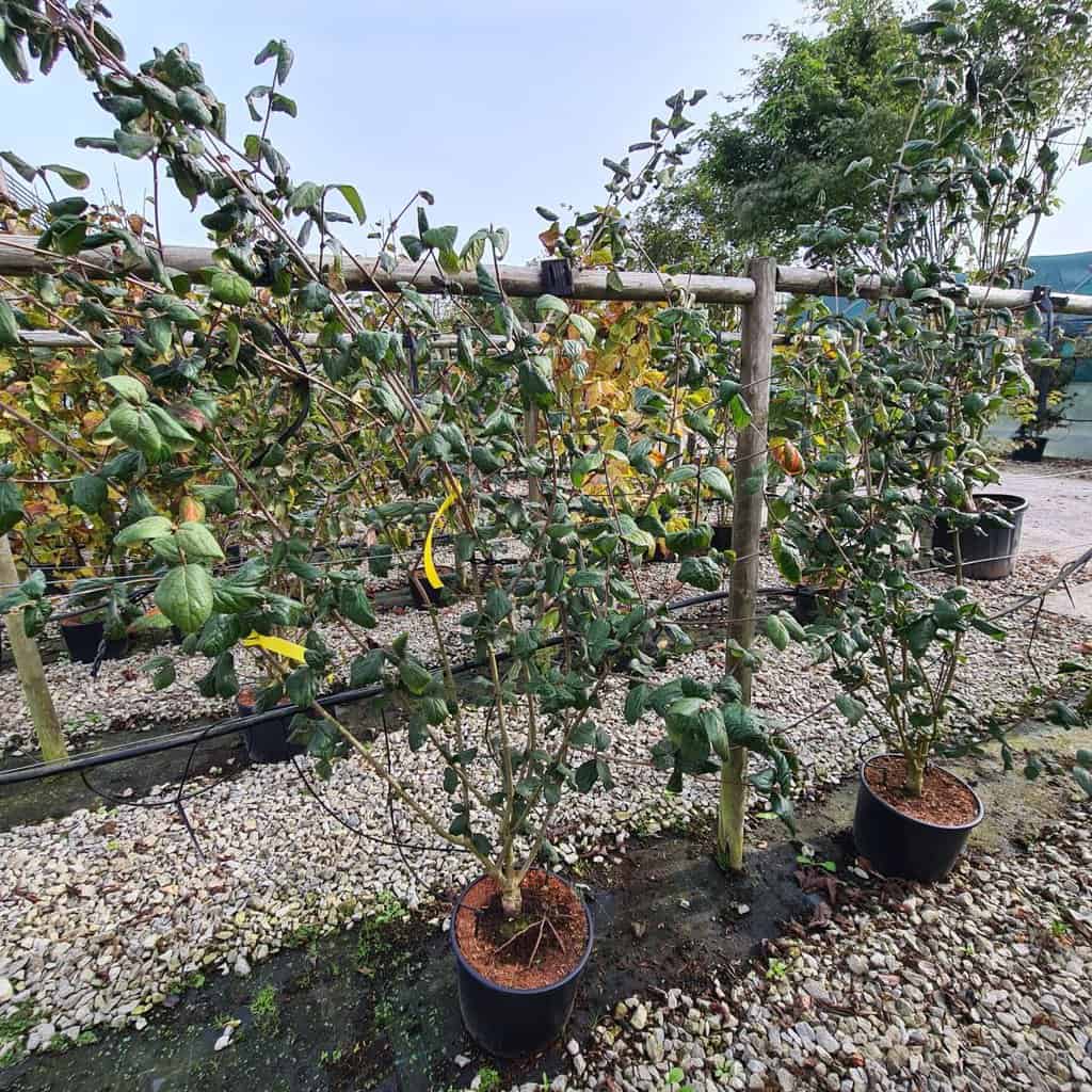 Viburnum carlesii 'Aurora'