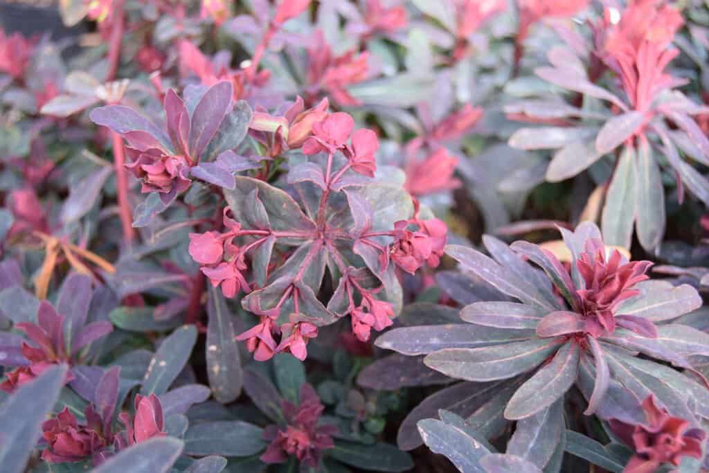 Euphorbia amygdaloides 'Purpurea'
