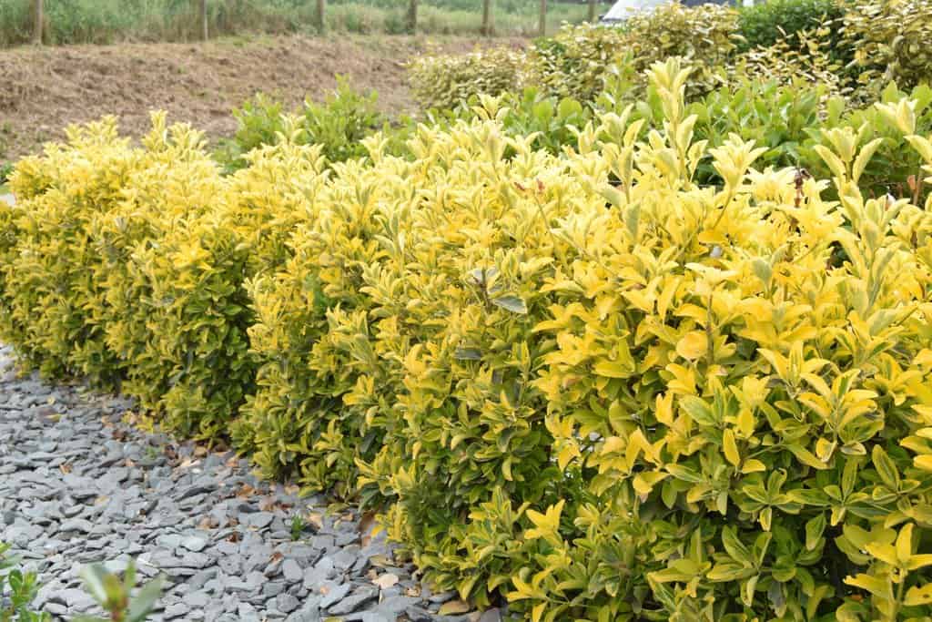 Euonymus japonicus 'Ovatus Aureus' 20-30 cm