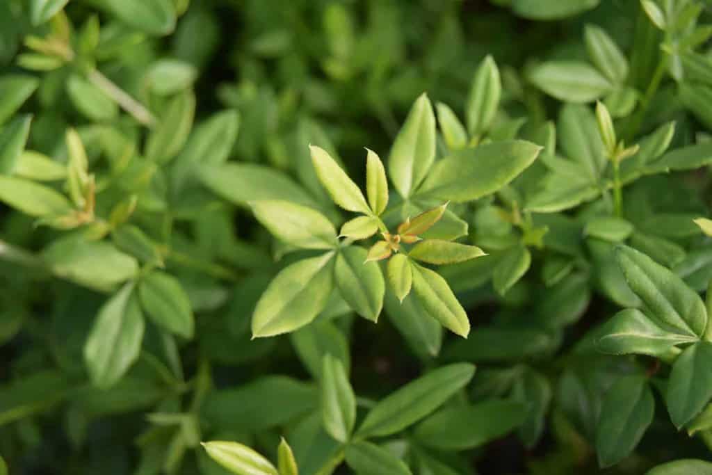 Jasminum nudiflorum 100-125 cm