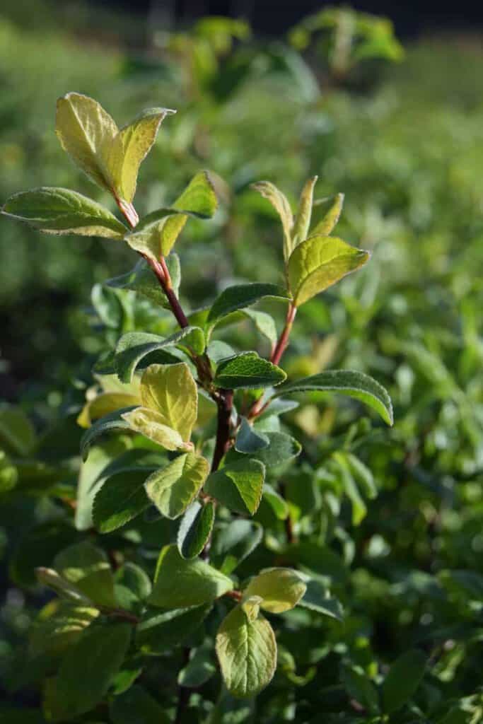 Prunus spinosa 60-80 cm
