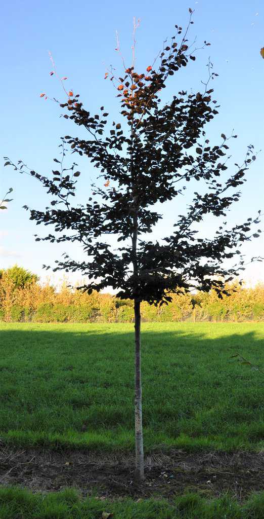 Fagus sylvatica Atropurpurea Group 100-125 cm