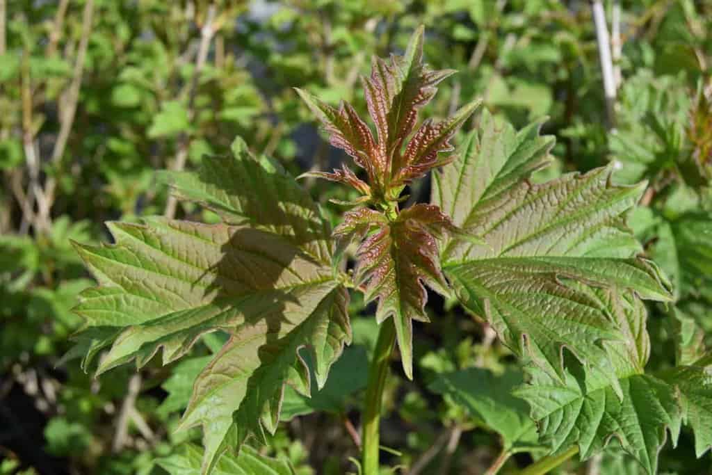 Viburnum opulus 80-100 cm