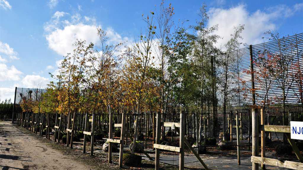 Corylus colurna 18-20 EHS