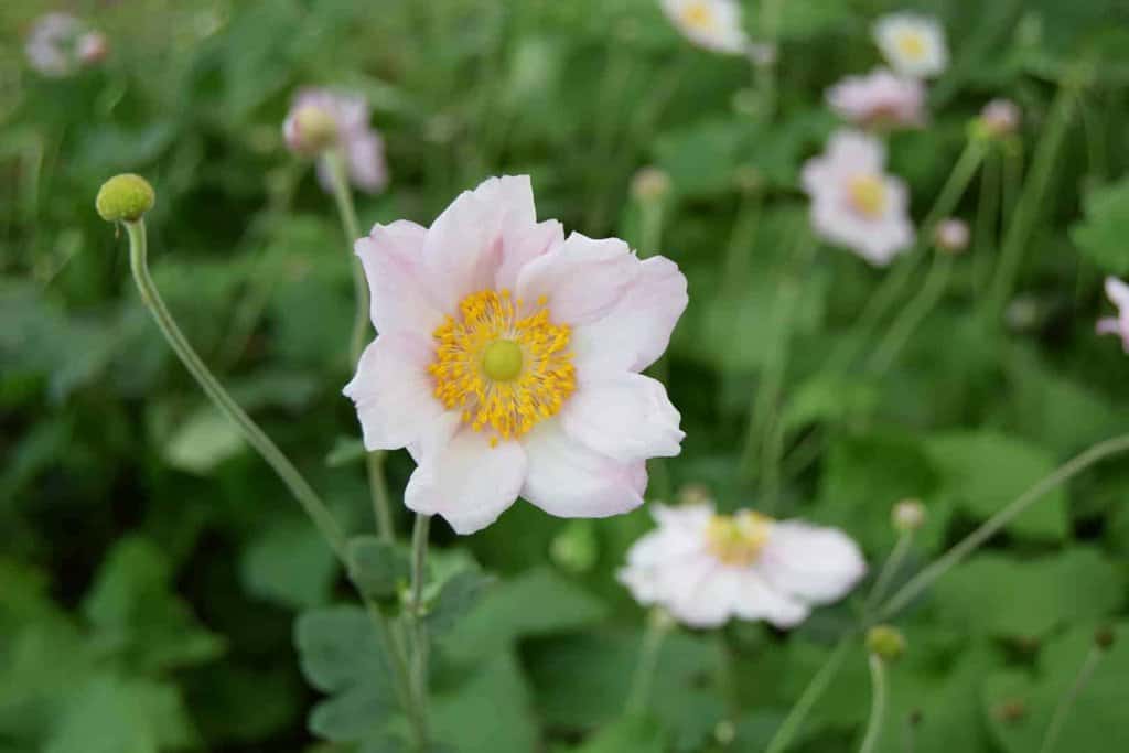 Anemone x hybrida 'Königin Charlotte' ---