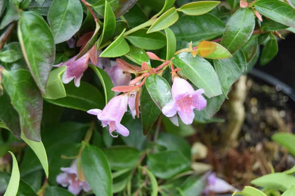 Abelia 'Edward Goucher' 20-30 cm