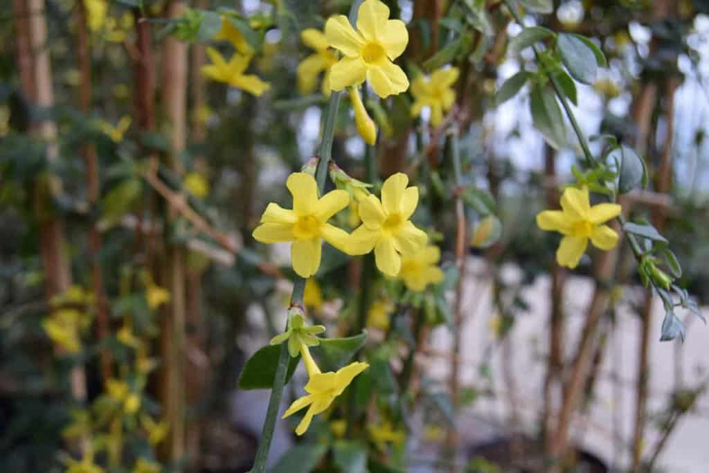 Jasminum nudiflorum