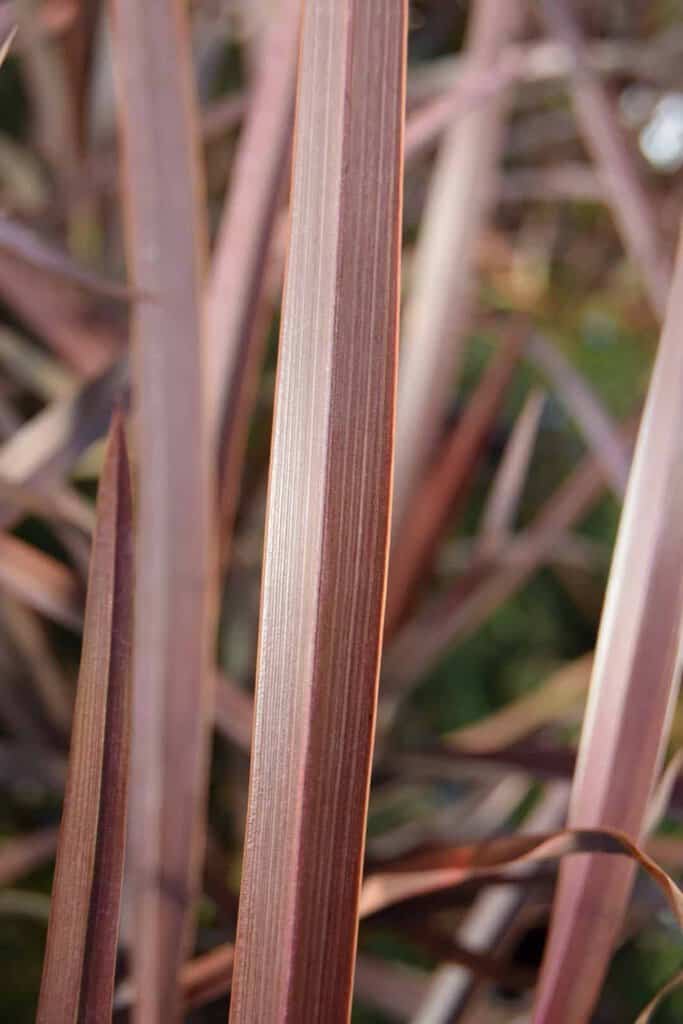 Phormium 'Amazing Red' 40-60 cm