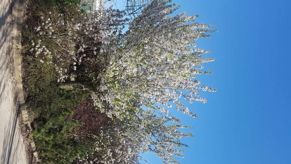 Prunus 'Snow Goose' 12-14 HS