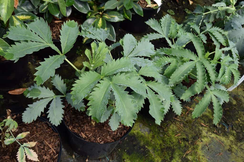 Melianthus major