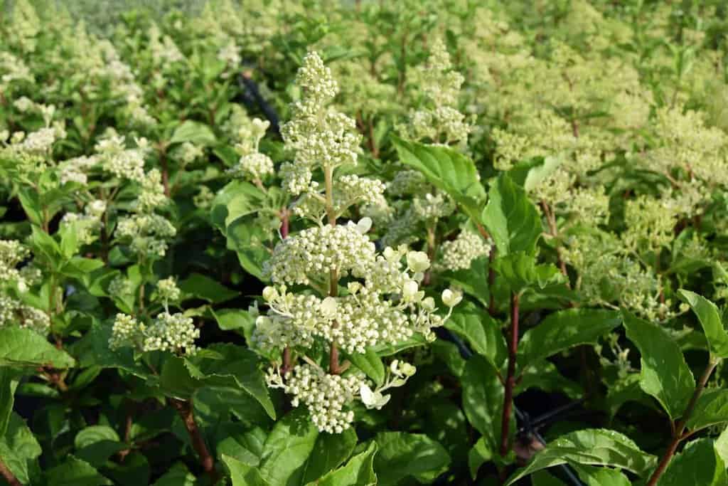 Hydrangea paniculata 'Kyushu'