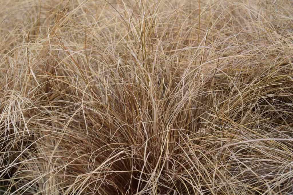 Carex comans 'Bronze'