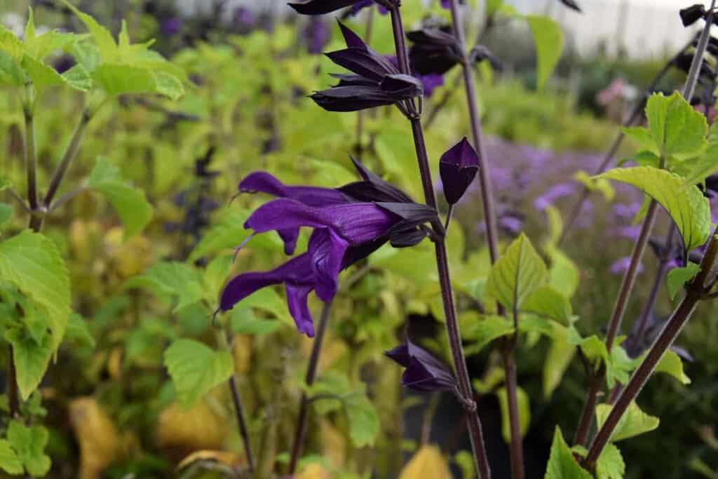 Salvia 'Amistad' ® ---